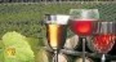 Exposition : La Vigne et le Vin