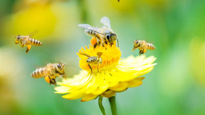 pollinisateurs au jardin