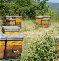 Plan de lutte contre le parasite de l'abeille