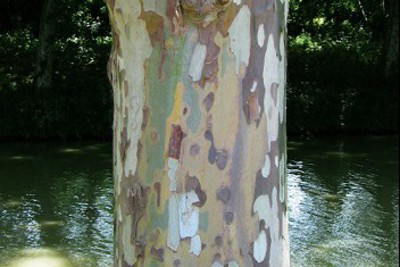 Chancre coloré du platane