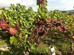 lutte obligatoire contre la flavescence dorée de la vigne
