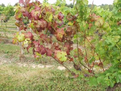 Flavescence dorée de la vigne