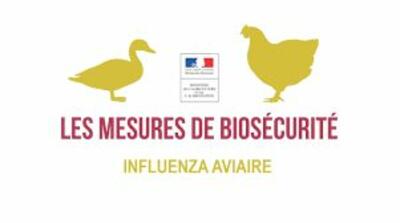 Grippe aviaire : cas avéré dans le Vaucluse