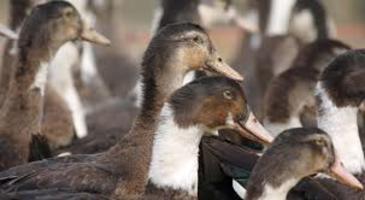 influenza aviaire