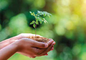 UN MILLON D'ARBRES A PLANTER... et nous, et nous, et nous ?