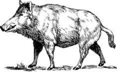 tirs de régulation sur sangliers